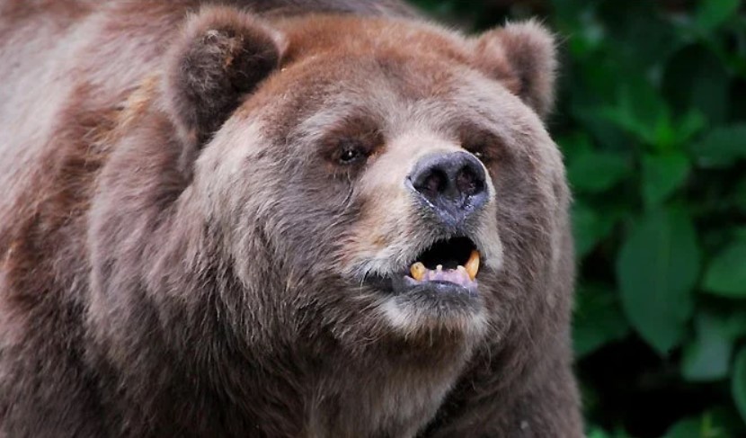 OPINION Horrific Brown Bear Fatality Reiterates Dangers of Carnivores In Captivity 2