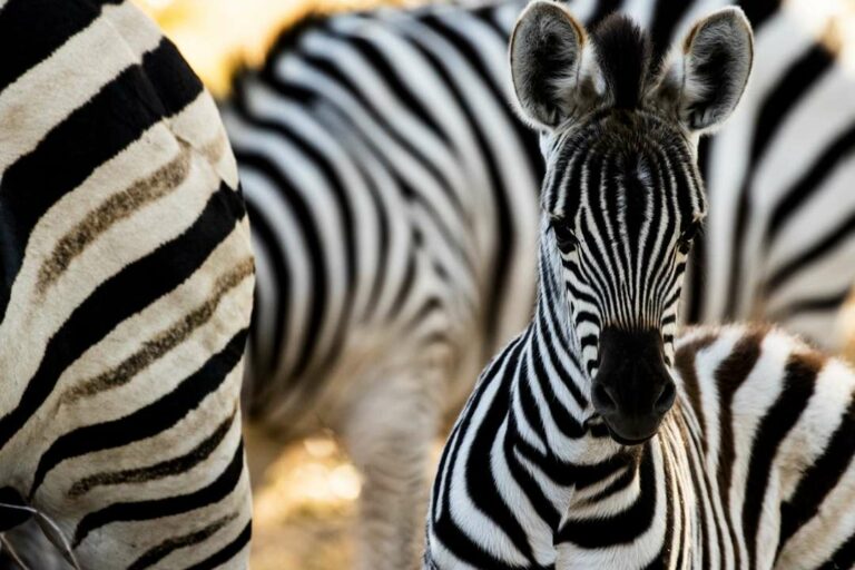International Zebra Day, Latest Updated Information