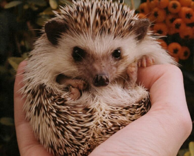 Know More About National Hedgehog Day